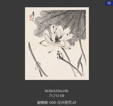 谢稚柳 花卉册页02